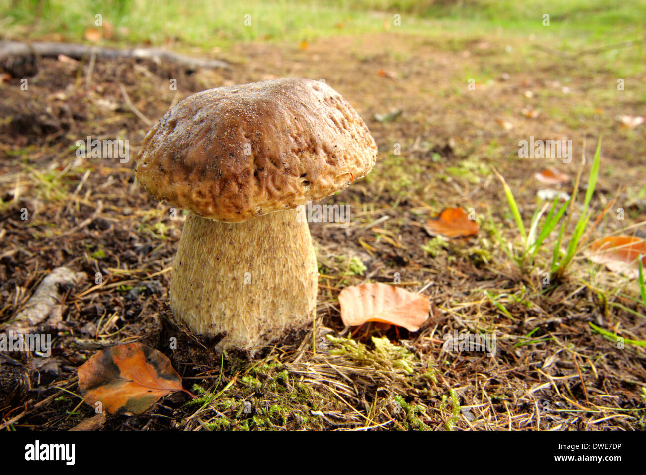 Cep penny bun bolet champignon Boletus edulis Scotland UK Banque D'Images