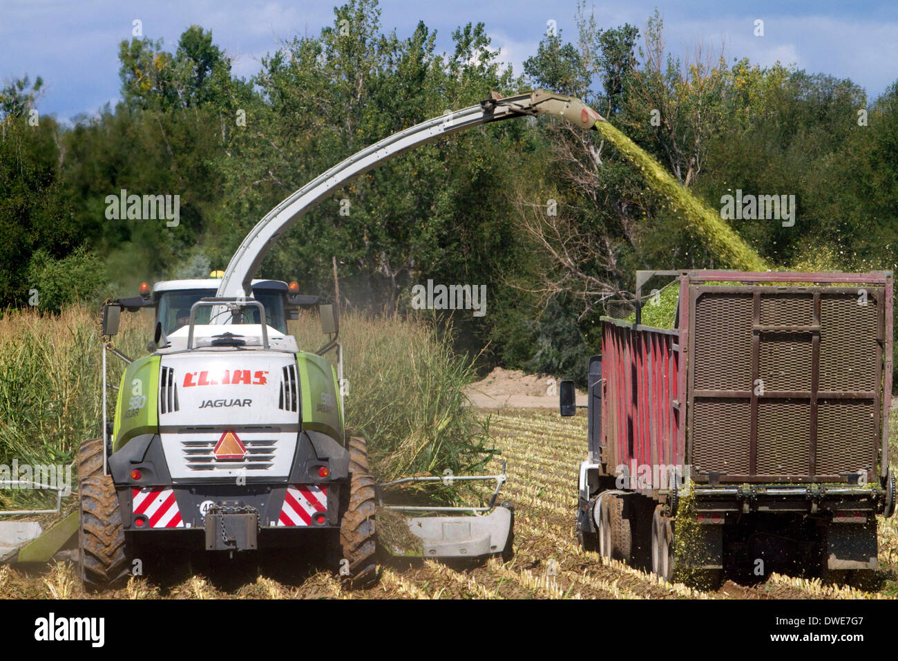 La récolte de maïs dans la région de comté de Canyon, Arizona, USA. Banque D'Images
