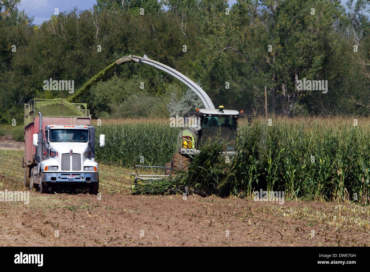 La récolte de maïs dans la région de comté de Canyon, Arizona, USA. Banque D'Images