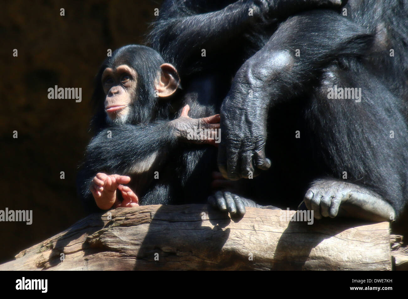 Les juvéniles (Pan troglodytes) tenant la main du parent Banque D'Images