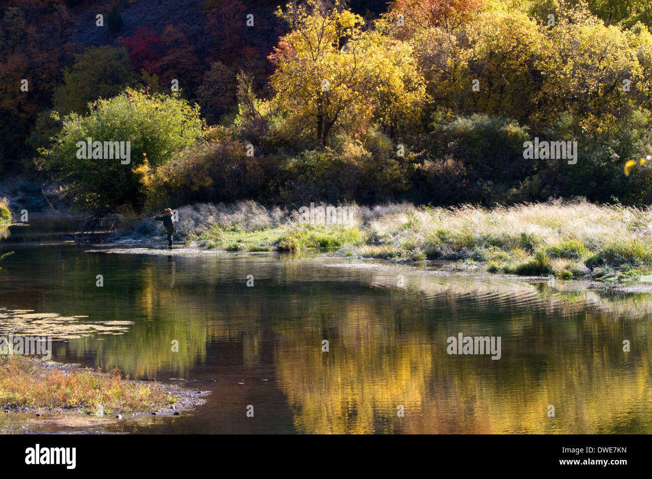 Un pêcheur à la pêche à la mouche sur la rivière de Logan Logan Canyon, Utah, USA. Banque D'Images