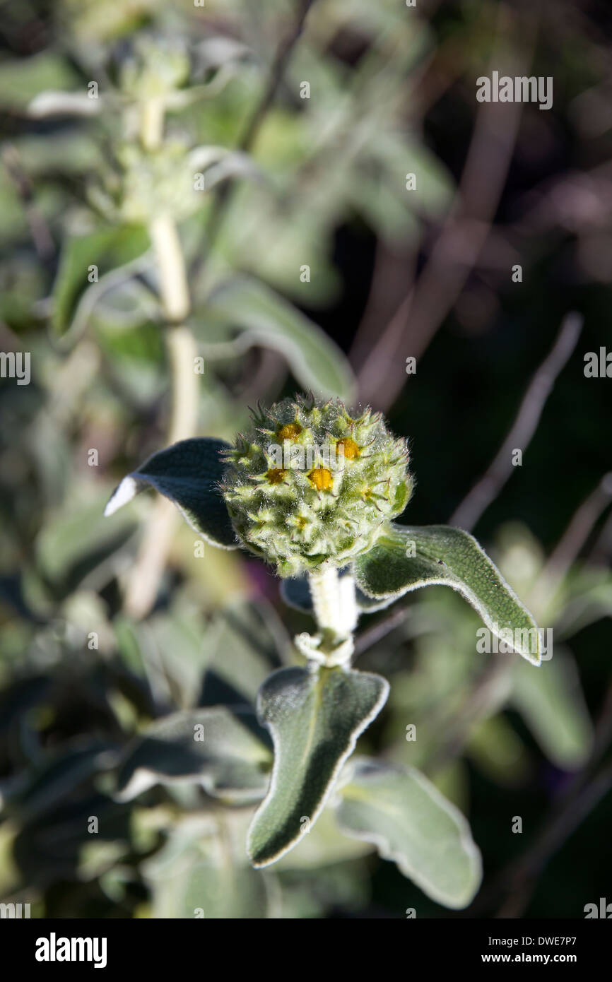 Un sage herb fleur fleur au début du printemps Banque D'Images