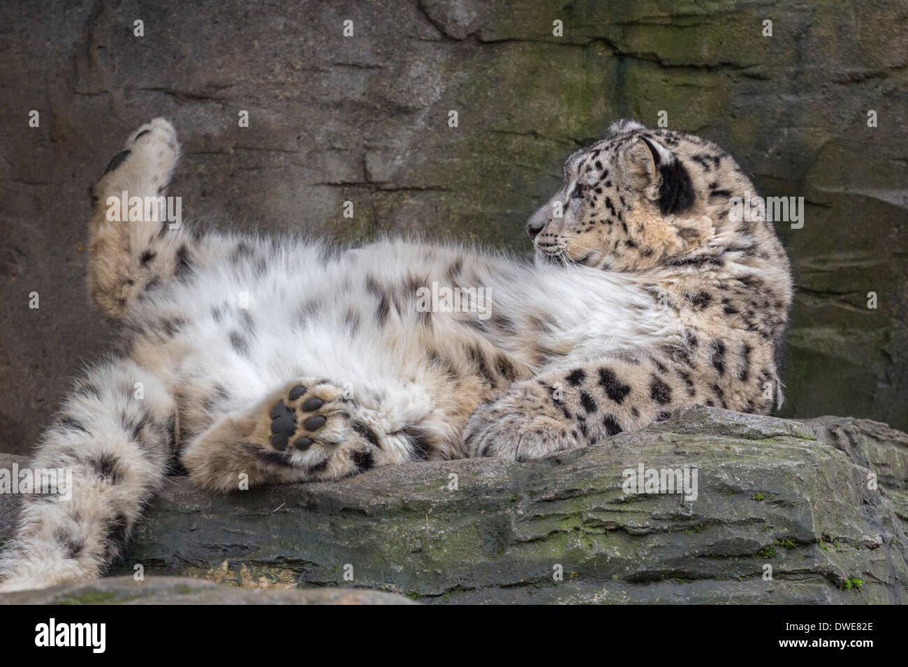 Snow Leopard allongé sur son dos. Banque D'Images