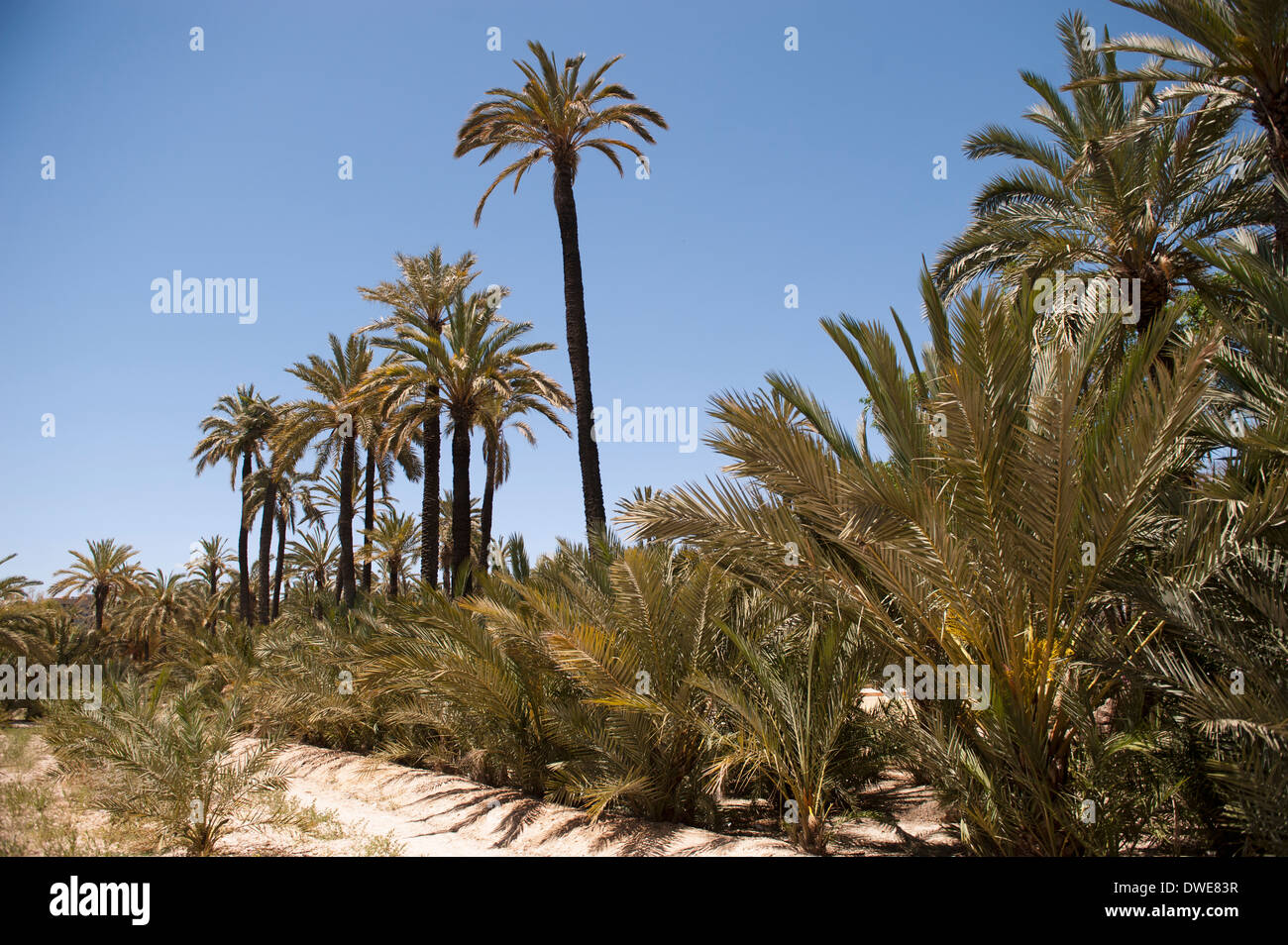 Palmiers dans le Palm Gardens à Elx, Espagne. Banque D'Images