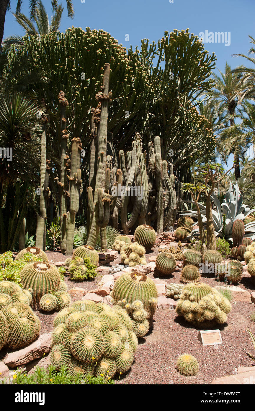Jardin de cactus à Hort del Cura, Elx, Espagne. Banque D'Images