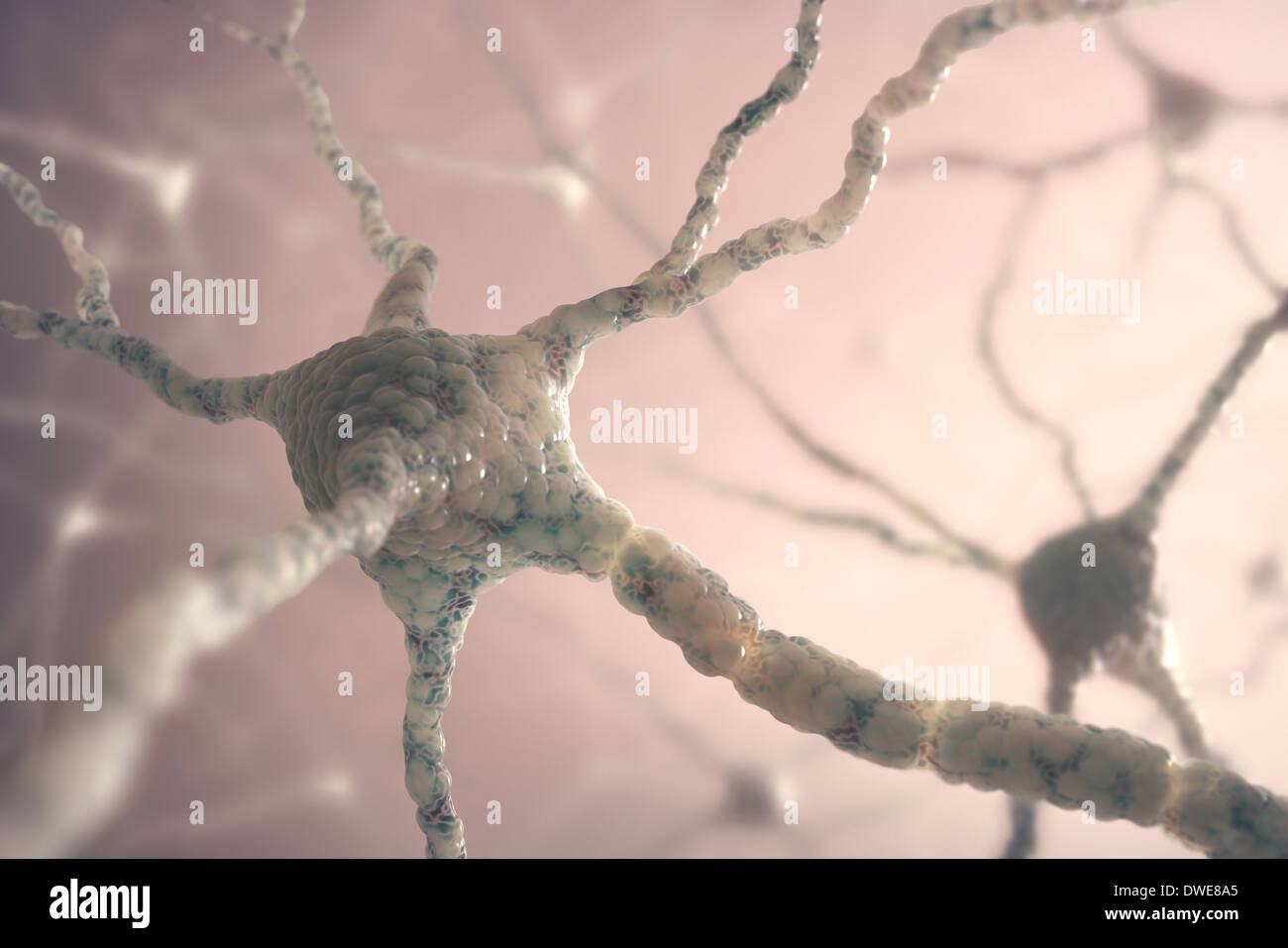 Concept de l'image à partir de neurones du cerveau humain. Banque D'Images