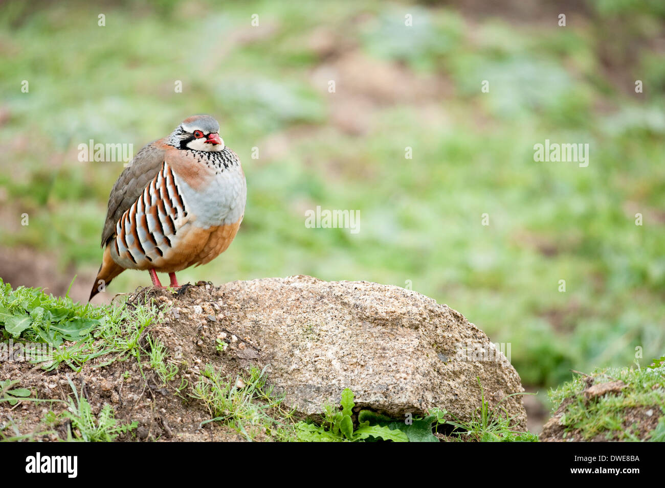 Pattes rouge Partridge Alectoris rufa Andalousie Espagne Banque D'Images