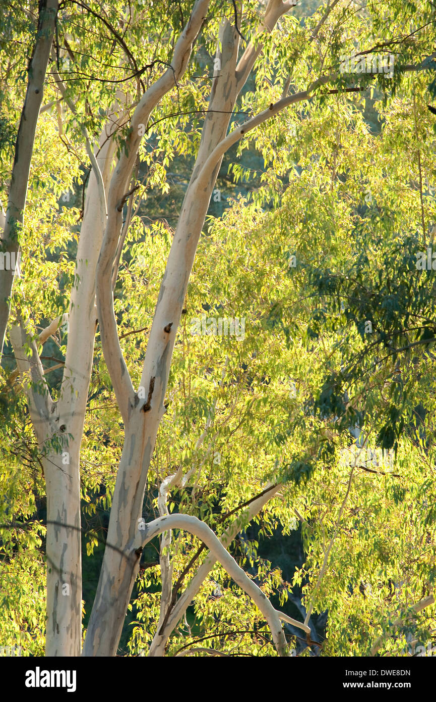 Eucalyptus Parc Naturel Sierra de Andujar Andalousie Espagne Banque D'Images