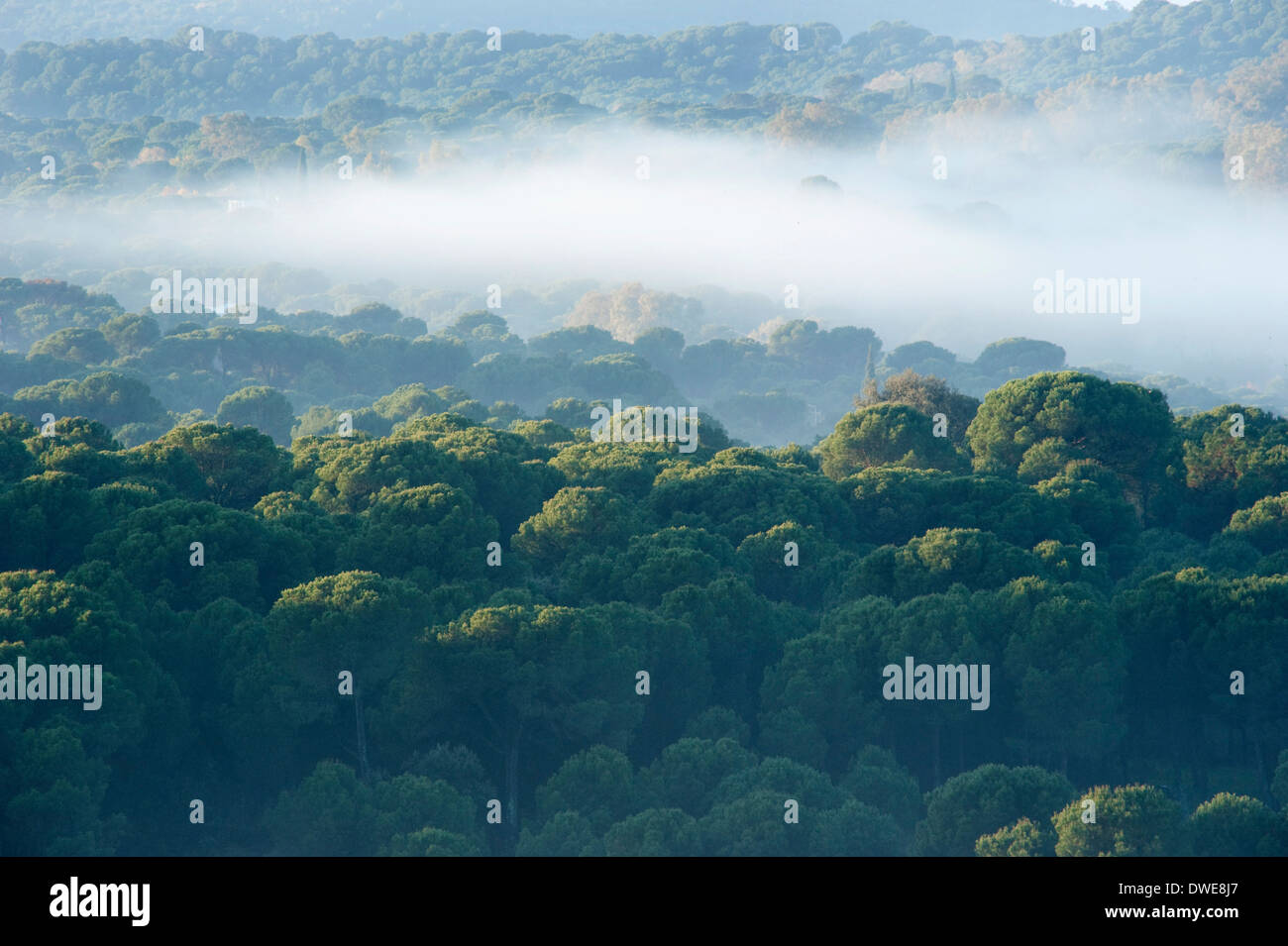 Brume matinale du Parc Naturel Sierra de Andujar Andalousie Espagne Banque D'Images