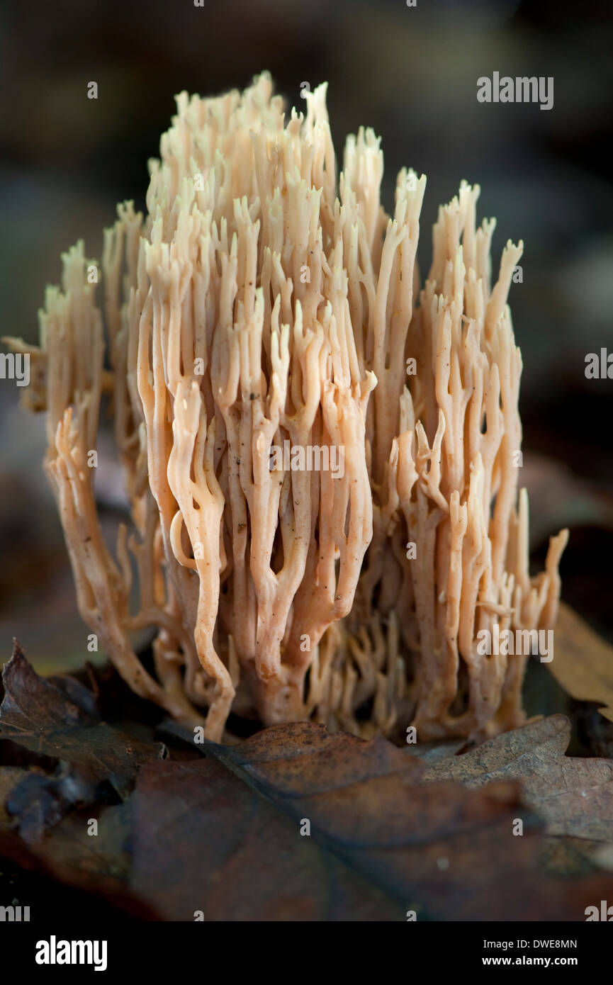 Corail Champignon debout Ramaria stricta UK Banque D'Images