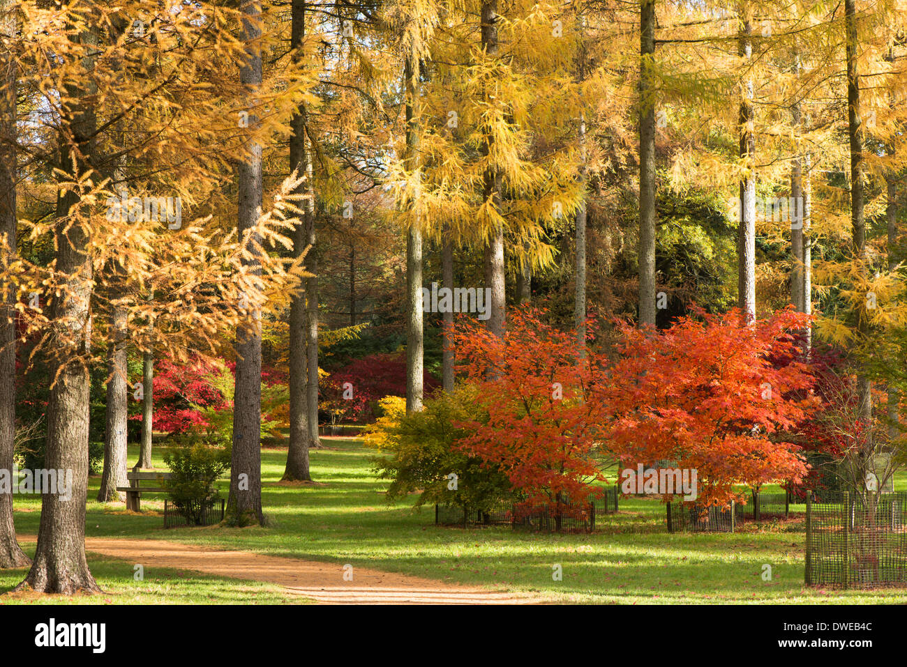 La boucle de l'érable et le mélèze arbres en automne, Westonbirt Arboretum, Gloucestershire, Angleterre, Royaume-Uni Banque D'Images