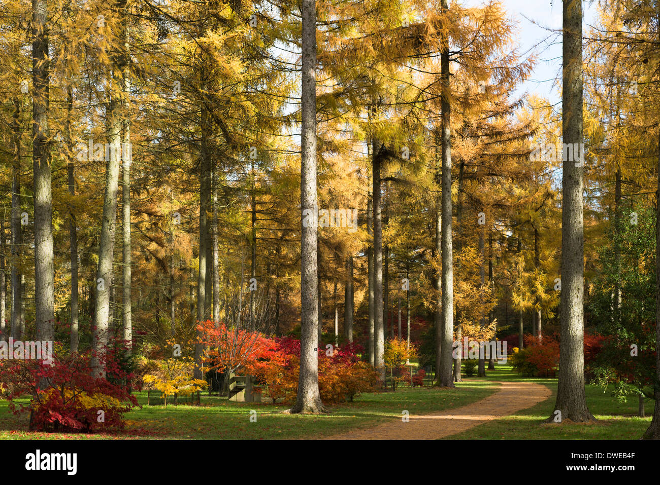 La boucle de l'érable et le mélèze arbres en automne, Westonbirt Arboretum, Gloucestershire, Angleterre, Royaume-Uni Banque D'Images