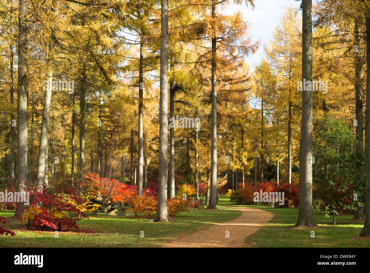 La boucle de l'érable et le mélèze arbres en automne, Westonbirt Arboretum, Gloucestershire, Angleterre, Royaume-Uni Banque D'Images