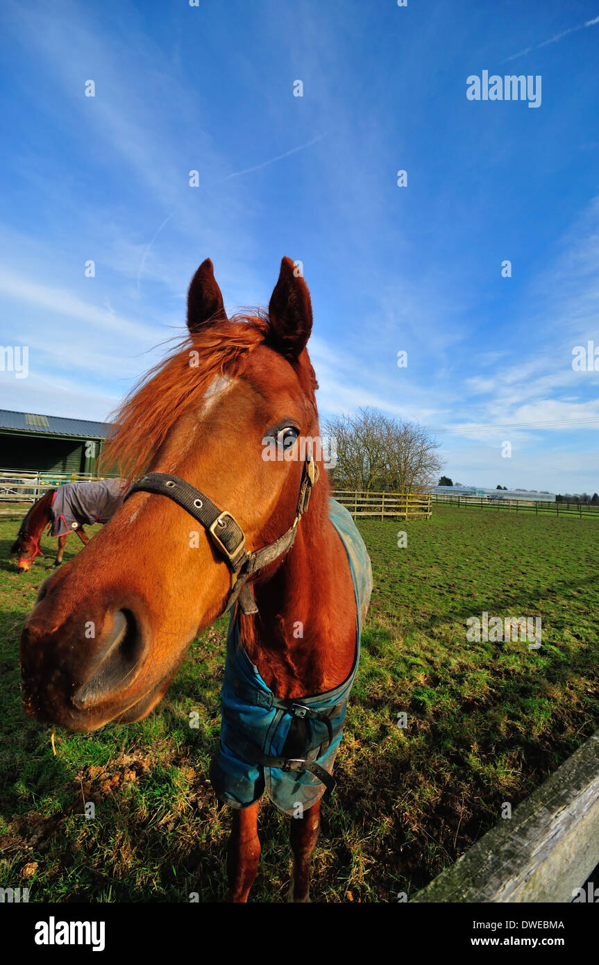 Portrait de jeune cheval arabe Banque D'Images