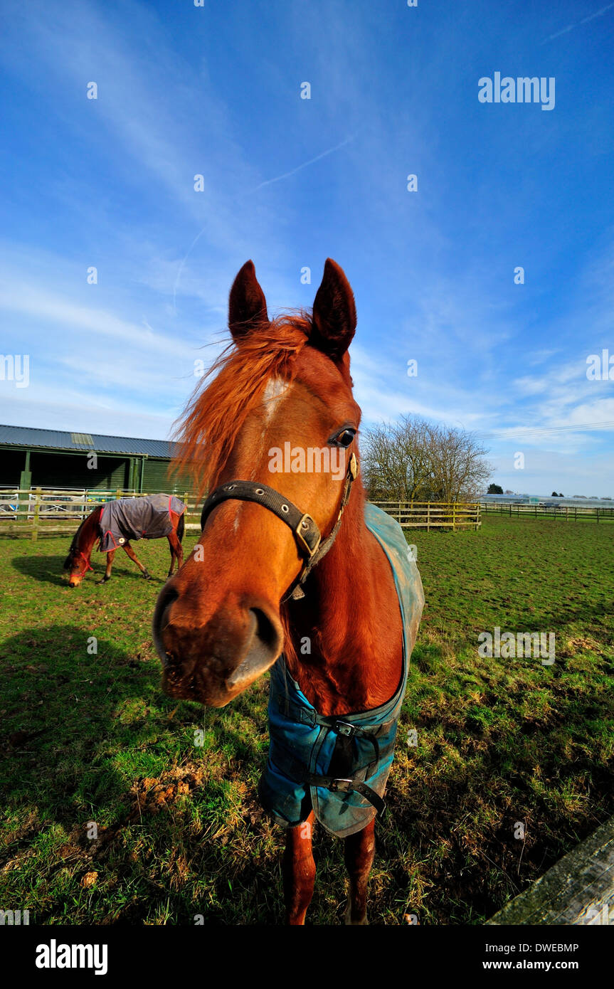 Portrait de jeune cheval arabe Banque D'Images