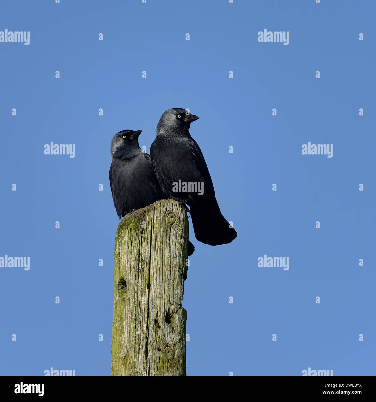 Corvus monedula Choucas deux sur un post contre un ciel bleu.Essex UK Banque D'Images