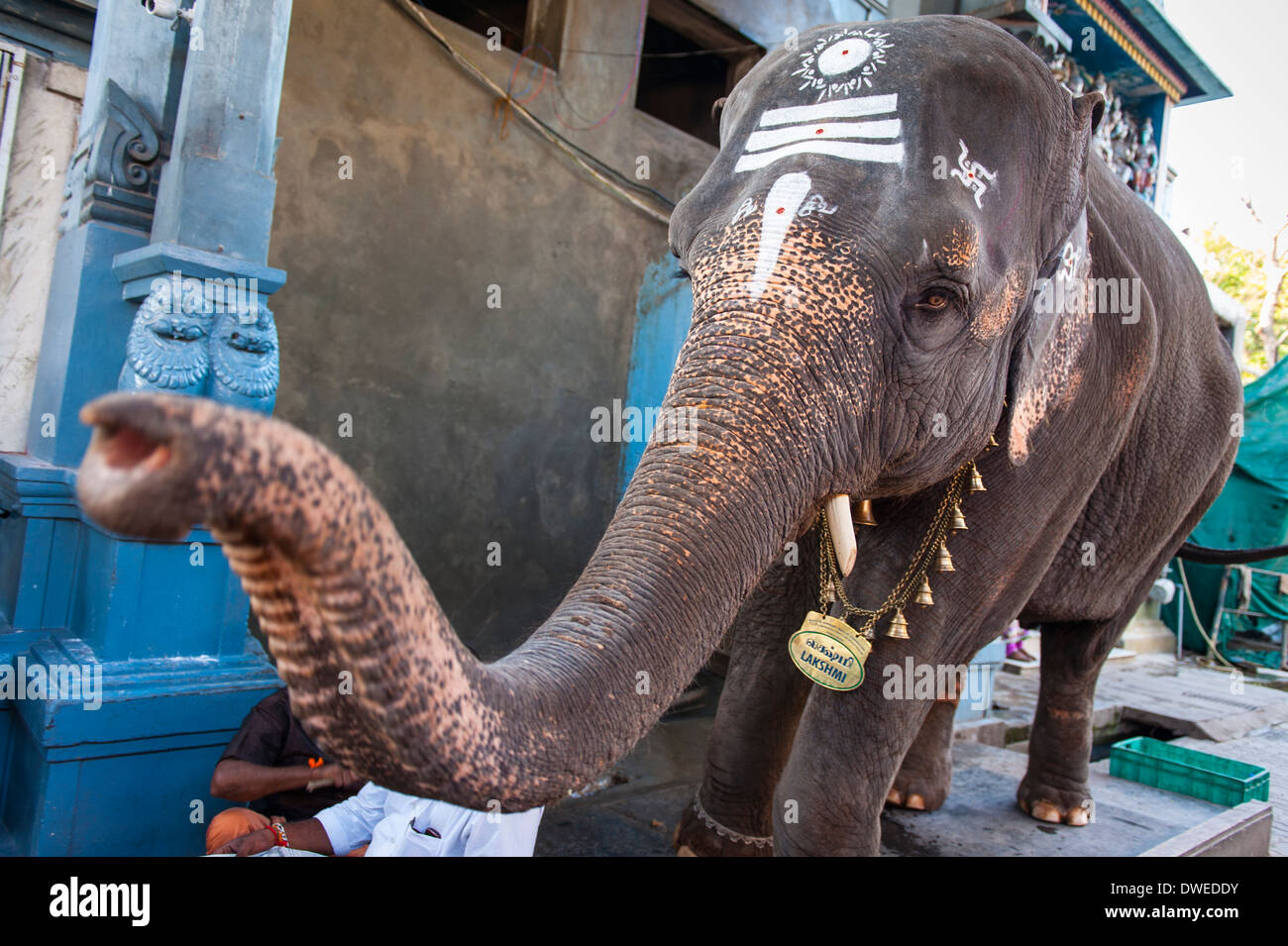 L'Inde Tamil Nadu Pondicherry Puducherry Manakula Vinayakar Ganesha Ganesh Temple Lakshmi l'éléphant bénit Dieu religieux adorateurs profil tête Banque D'Images