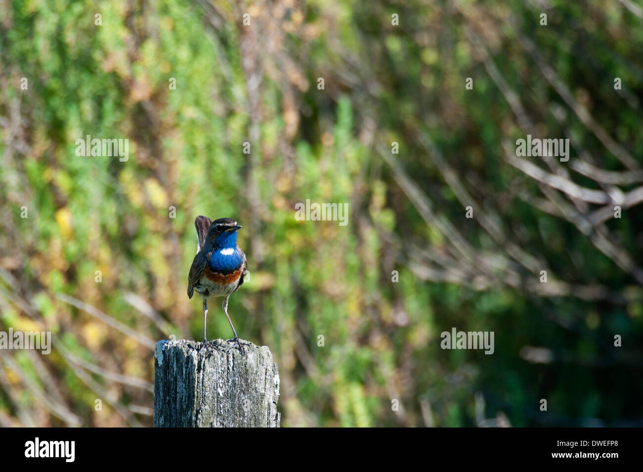 Gorgebleue oiseau dans un marais en Charente-Maritime, dans l'ouest de la France Banque D'Images