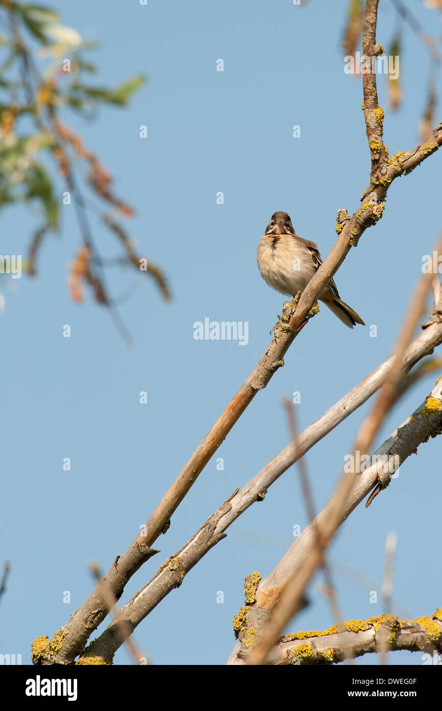 Bruant des roseaux communs dans un arbre en Charente-Maritime, dans l'ouest de la France Banque D'Images