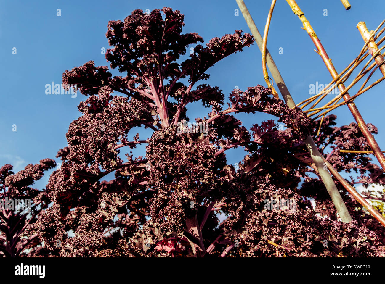 Des feuilles de Kale 'Redbor' rouge et violet foncé poussent dans un jardin britannique. Banque D'Images