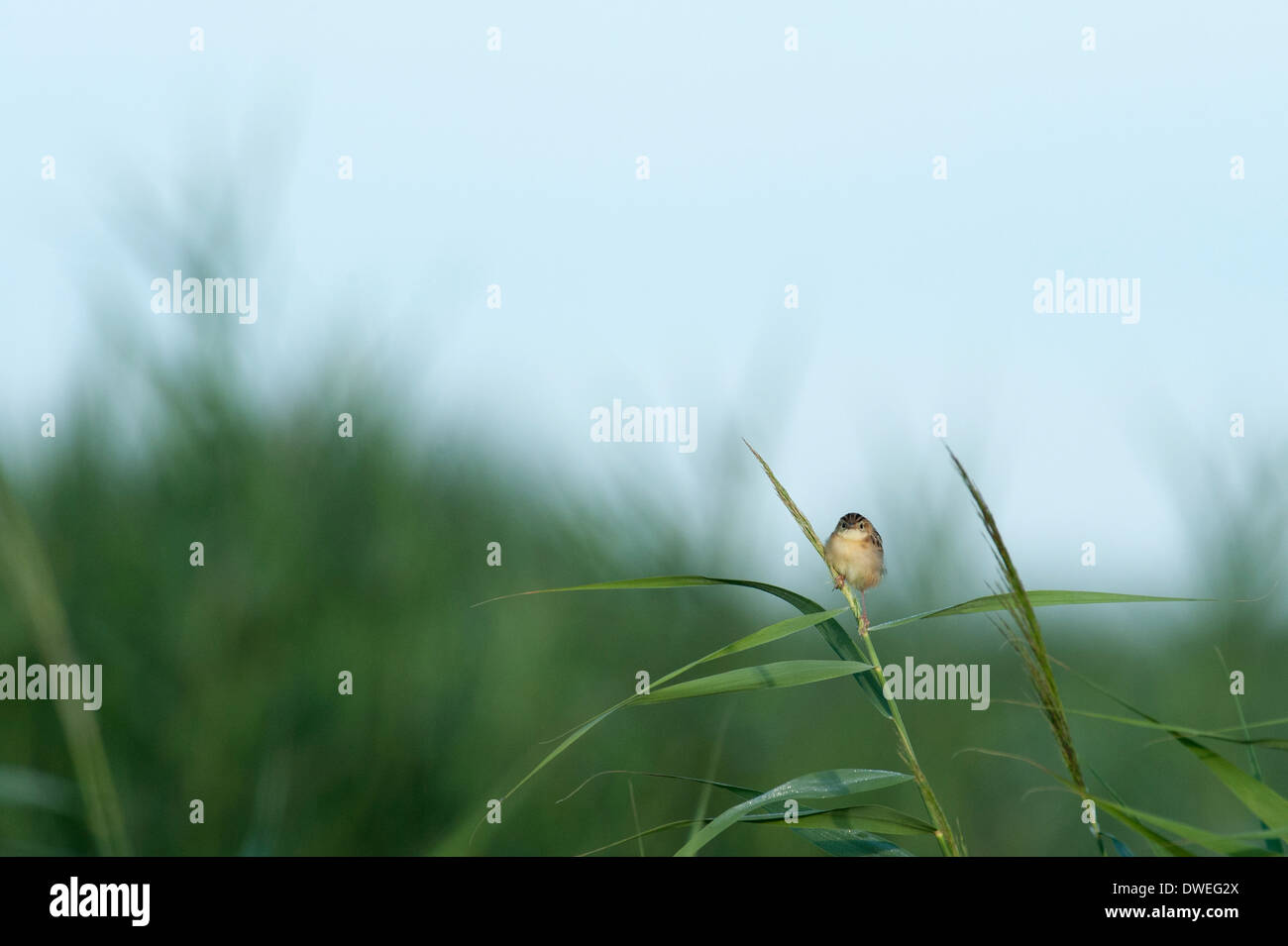 Paruline rayée Fantail dans un arbre dans le département, dans l'ouest de la France Banque D'Images