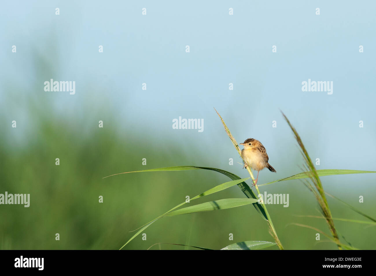 Paruline rayée Fantail dans un arbre dans le département, dans l'ouest de la France Banque D'Images