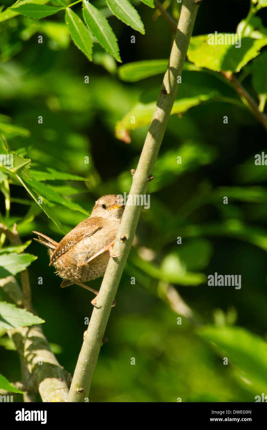 Grosbec casse-noyaux dans un arbre en Charente-Maritime, dans l'ouest de la France Banque D'Images