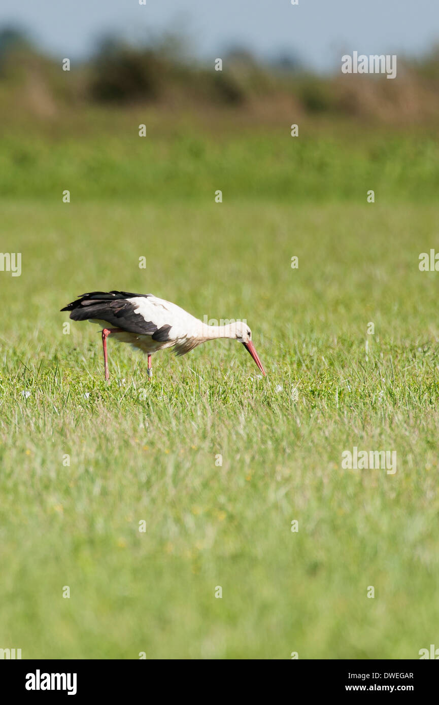Cigogne Blanche européenne en Charente-Maritime, dans l'ouest de la France Banque D'Images