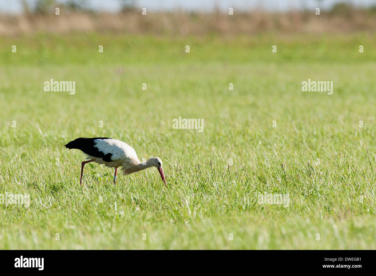 Cigogne Blanche européenne en Charente-Maritime, dans l'ouest de la France Banque D'Images