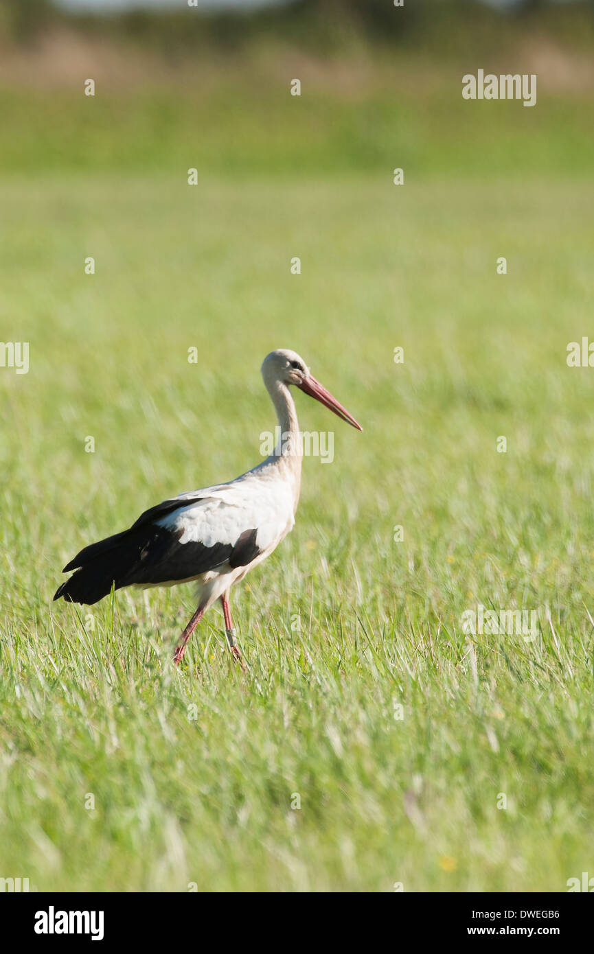Cigogne Blanche européenne en Charente-Maritime, dans l'ouest de la France Banque D'Images