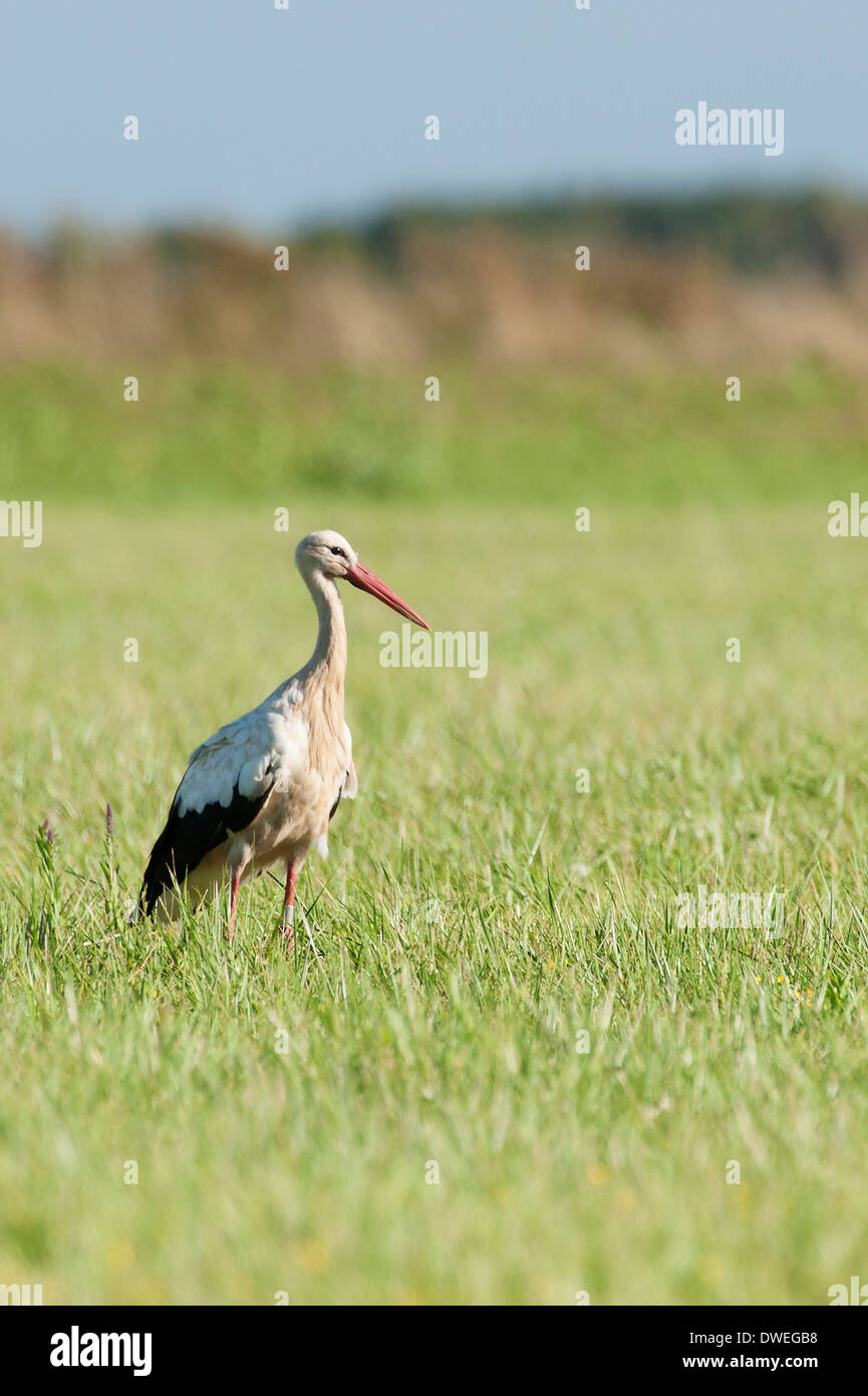 Cigogne Blanche européenne en Charente-Maritime, dans l'ouest de la France Banque D'Images