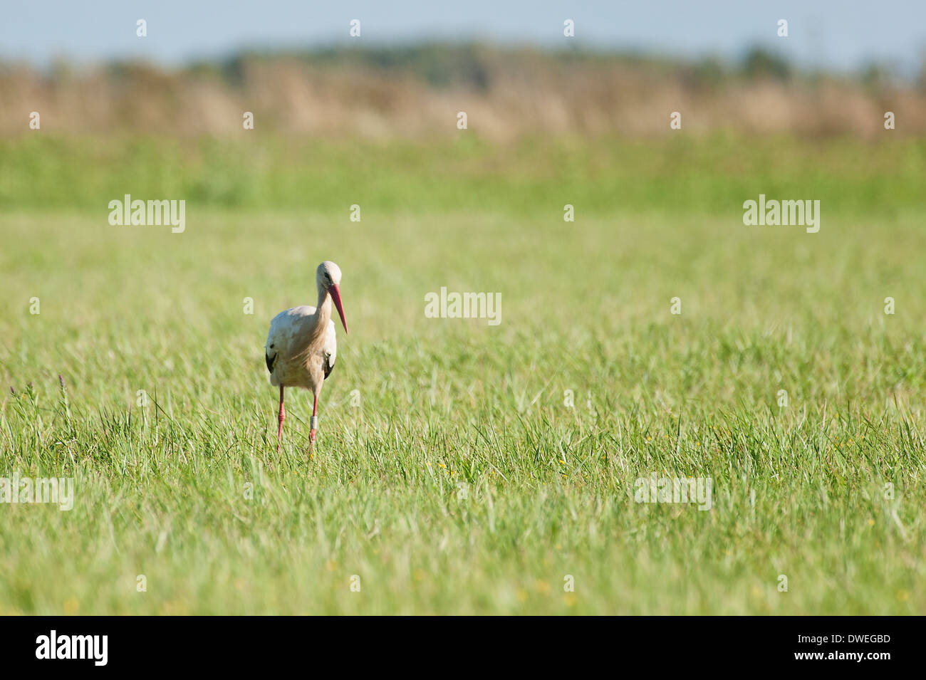 Cigogne Blanche européenne en Charente-Maritime, dans l'ouest de la France Banque D'Images