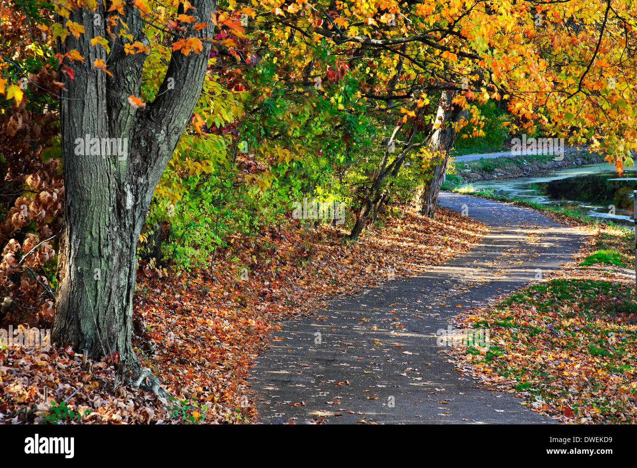 Un sentier pédestre le long d'un lac sur une journée ensoleillée au milieu de l'éclat des couleurs de l'automne, Sharon Woods, le sud-ouest de l'Ohio, USA Banque D'Images