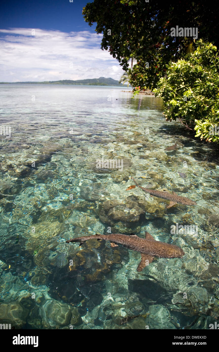 Un essaim de pointe-noire et les requins gris de récif à l'Uepi à Marovo Lagoon Island Resort, Uepi Island, Îles Salomon. Banque D'Images