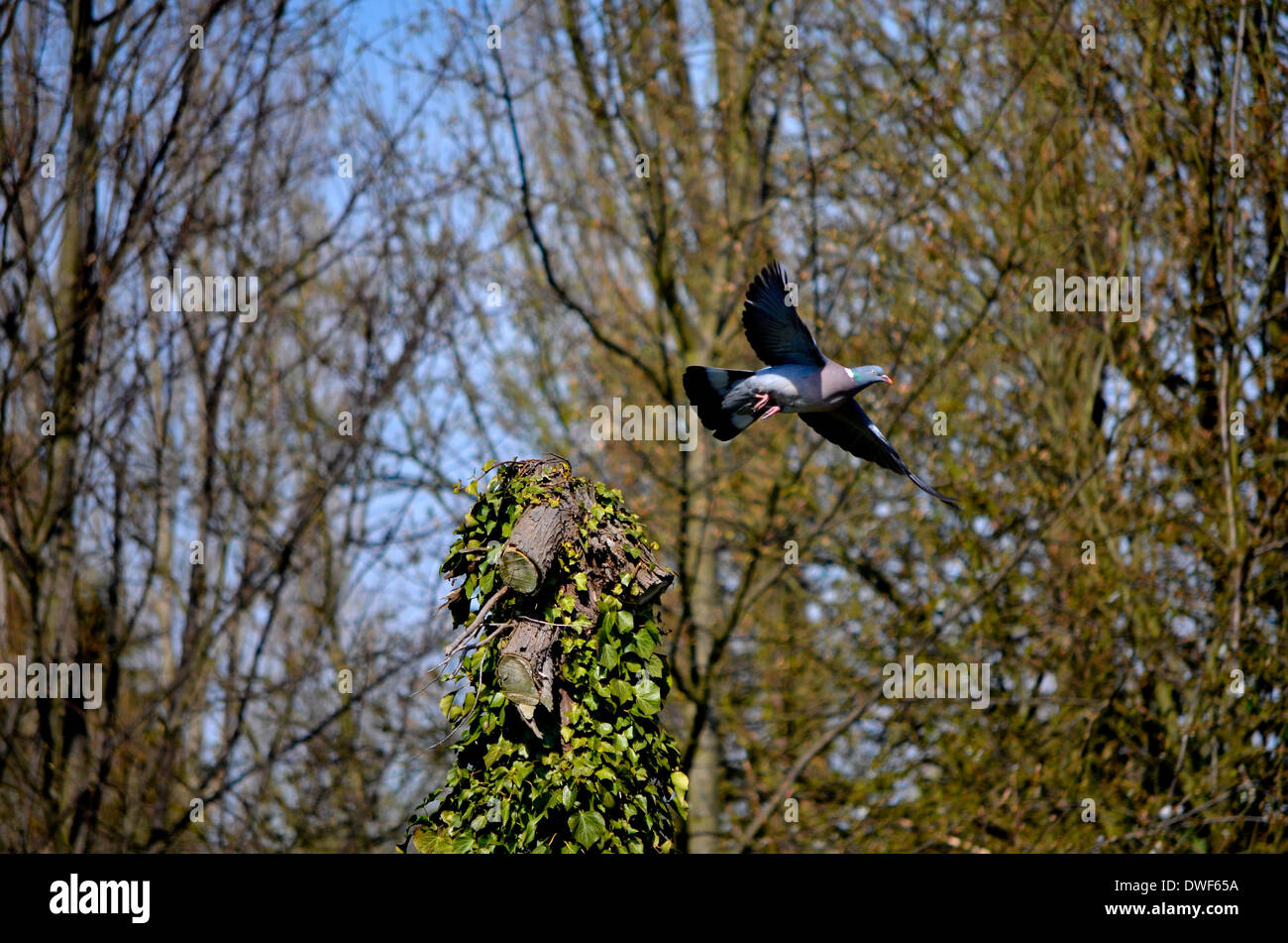 Au cours d'un vol de pigeon anglais chaude journée d'été Banque D'Images Au cours d'un vol de pigeon anglais chaude journée d'été Banque D'Images