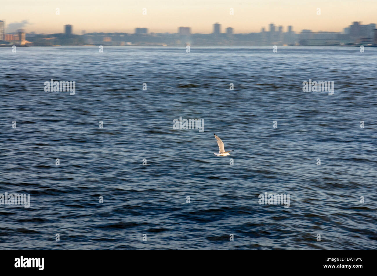 Une mouette traverse la mer entre Staten Island et Manhattan vu depuis le ferry pour Staten Island. Le voyage à Staten Island est très rapide. Comme environ 25 minutes. Mais pendant ce temps nous allons être très amusant de regarder la vue. Tout d'abord, nous pouvons voir Battery Park, avec en première ligne des gratte-ciel, alors nous pouvons voir ensemble de Manhattan. Plus tard, la vue est étendue à d'autres quartiers comme Brooklyn ou à proximité City dans le New Jersey. Banque D'Images