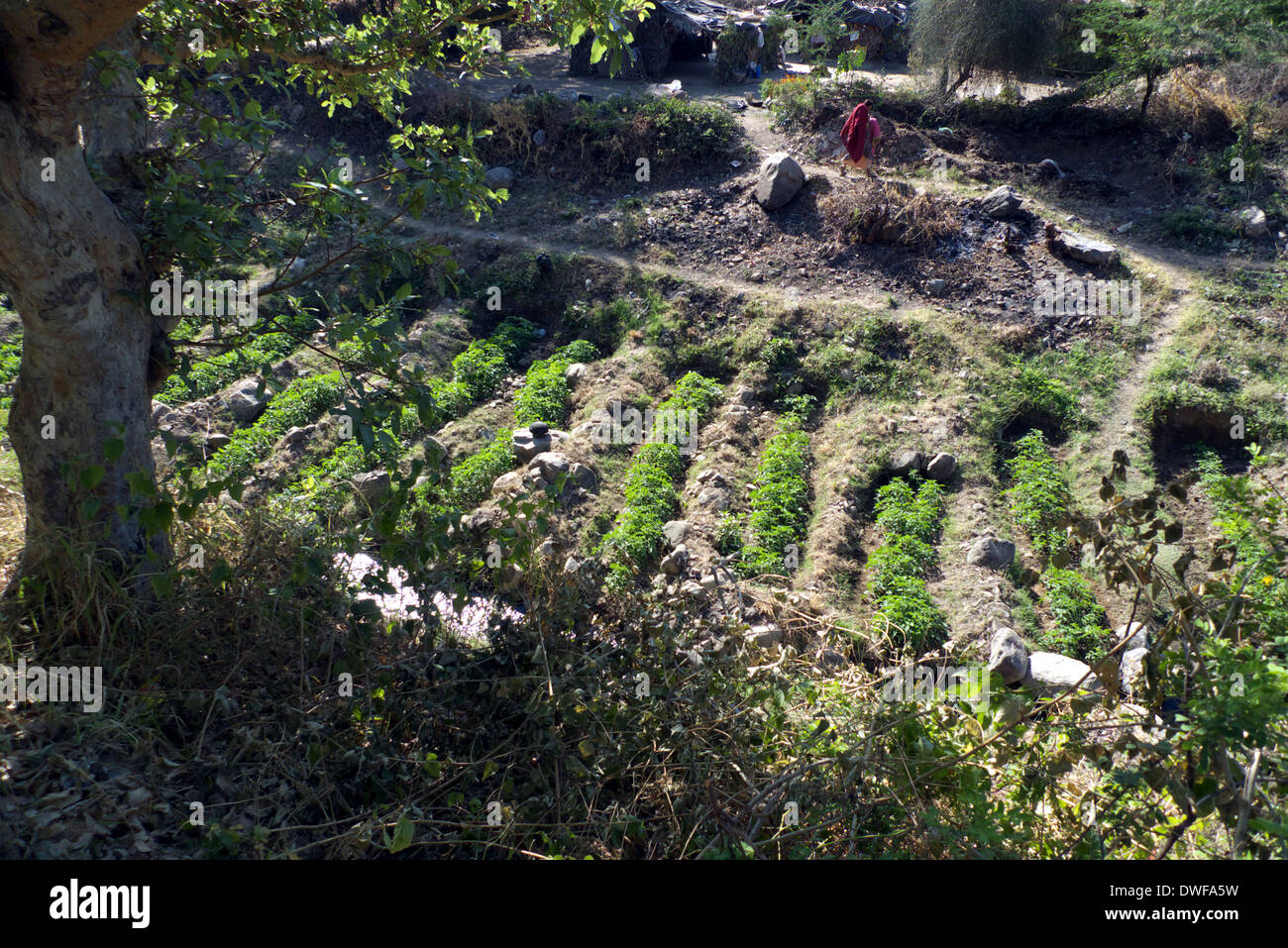 Streamside potager, Ranakpur, Rajasthan, Inde N. Banque D'Images