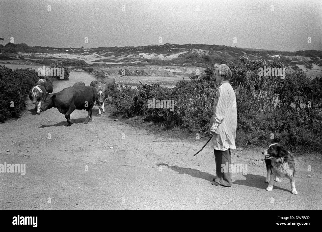 L'agriculteur déplace le bétail d'une partie de sa ferme pour être milké. Paysage rayé de l'exploitation minière de l'étain près de Baldhu, Chacewater, Cornwall 1978. ANNÉES 1970 ROYAUME-UNI HOMER SYKES Banque D'Images