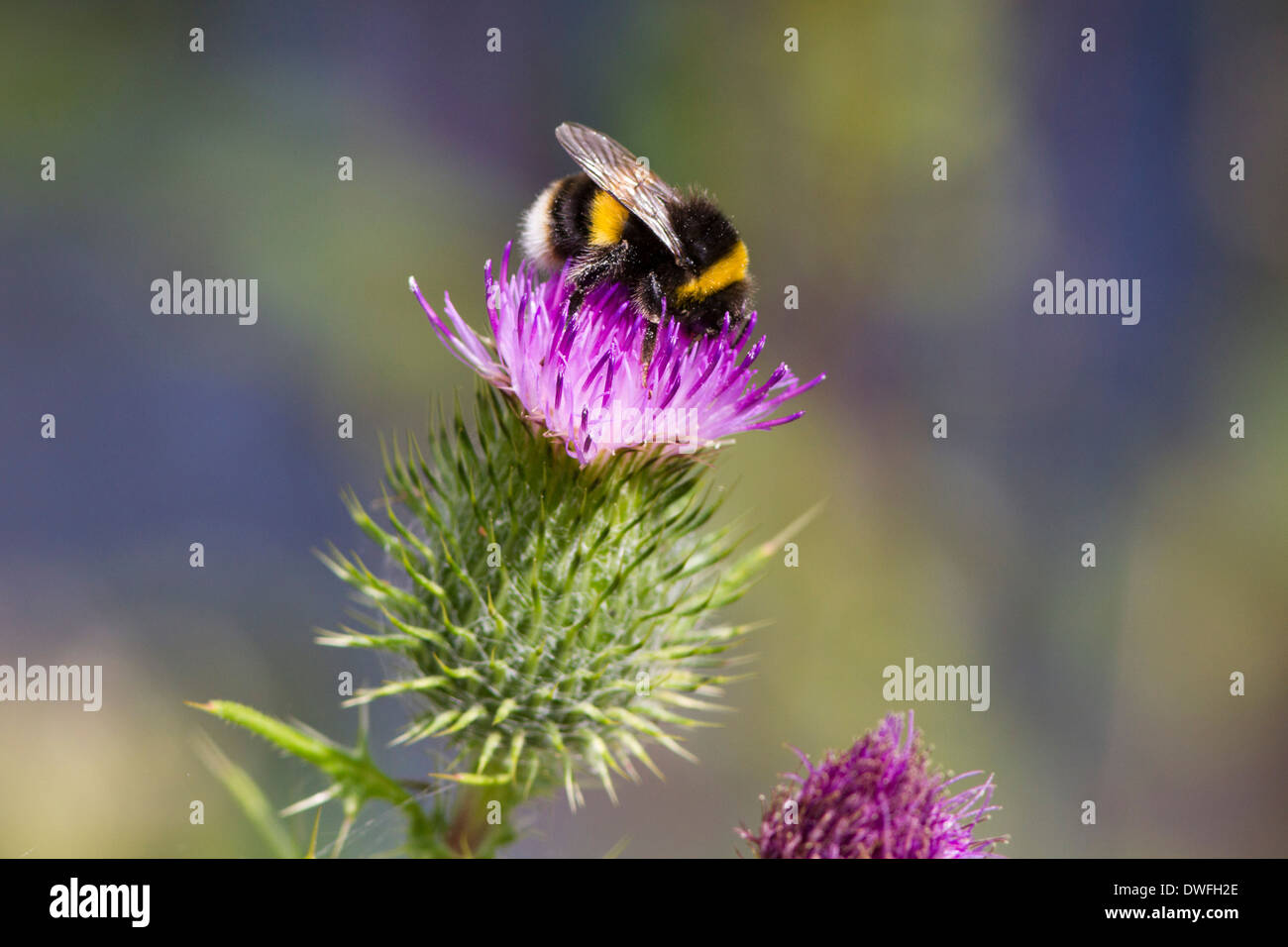 Cerf chamois Bourdon sur Chardon une lance , Royaume-Uni. Juillet Banque D'Images