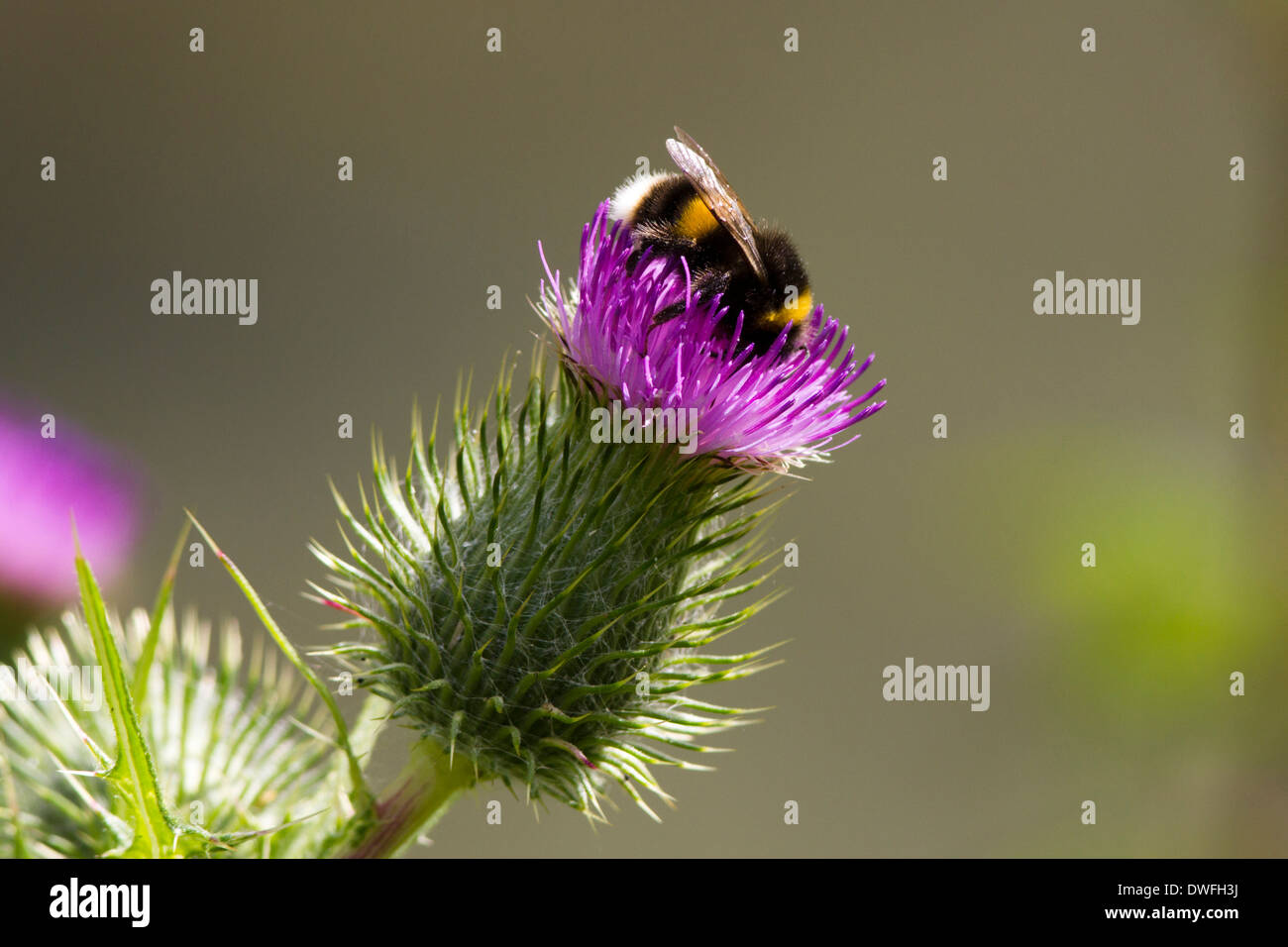 Cerf chamois Bourdon sur Chardon une lance , Royaume-Uni. Juillet Banque D'Images