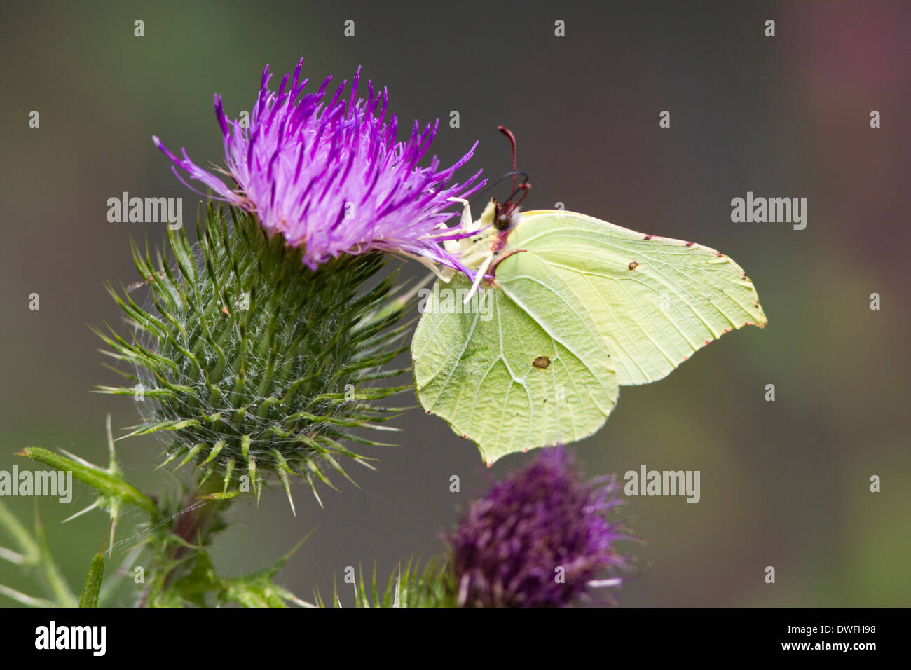 (Gonepteryx rhamni Brimstone Butterfly) au Royaume-Uni. Juillet Banque D'Images