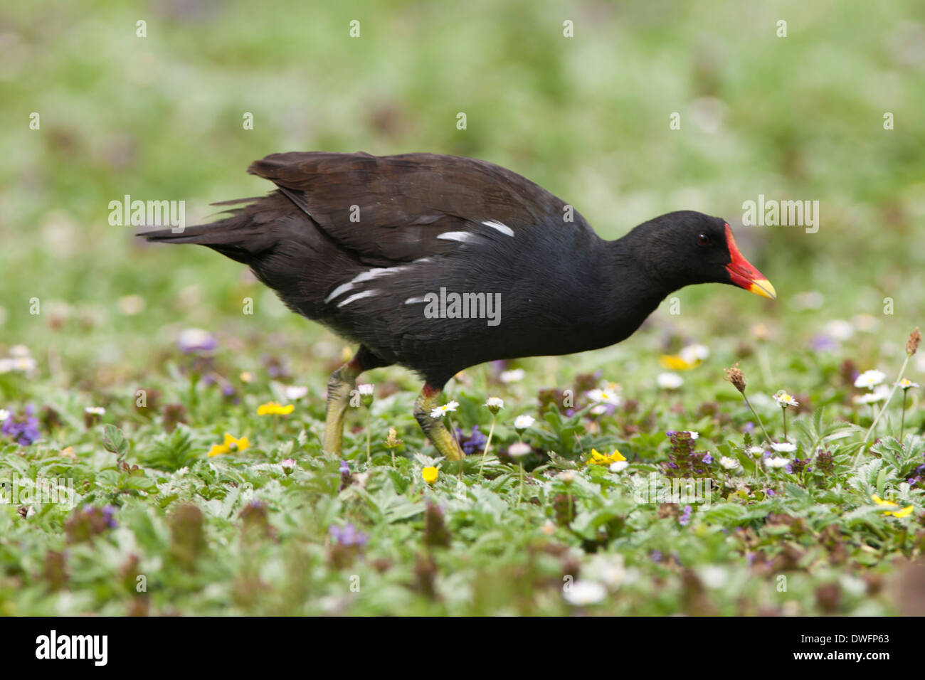 La Gallinule poule-d'eau au Royaume-Uni Banque D'Images