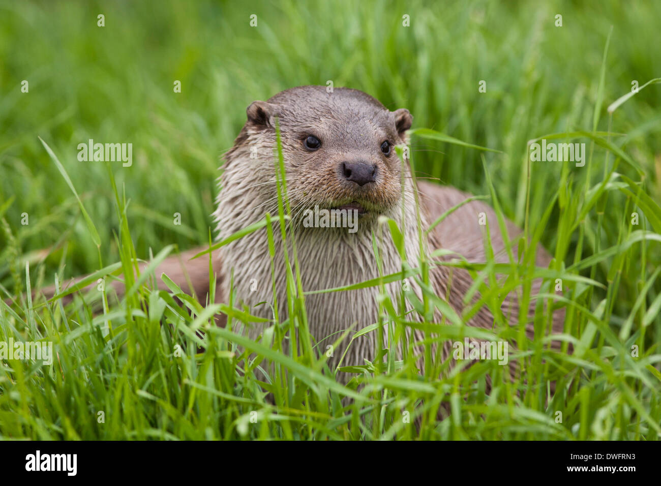 Loutre d'Europe sur le rivage au Royaume-Uni (Lutra lutra) peut Banque D'Images