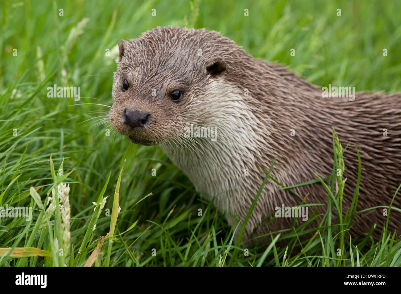 Loutre d'Europe sur le rivage au Royaume-Uni (Lutra lutra) peut Banque D'Images