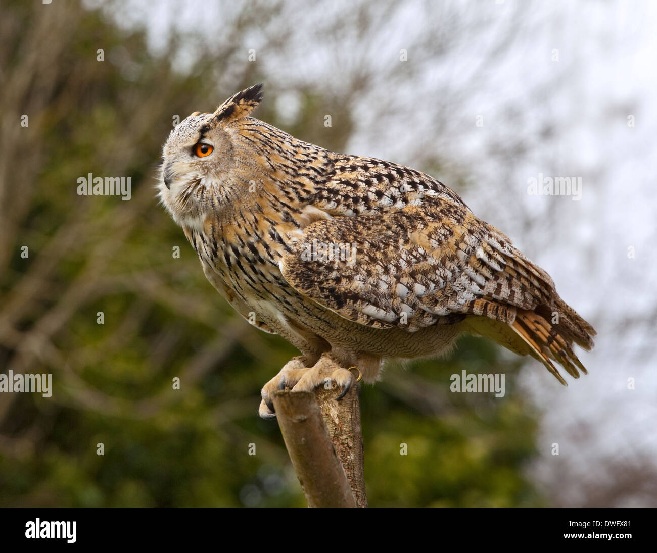 Aigle de Sibérie (Owl Bubo bubo sibiricus) femmes 'Nuage', Liberty's Raptor and Reptile Centre, Ringwood, Hampshire, Angleterre Banque D'Images
