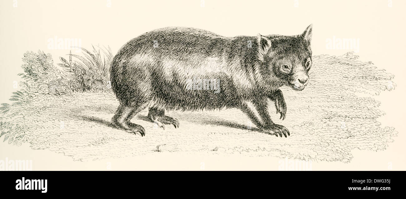 Phascolonus de la famille wombat. Marsupial australien, aujourd'hui disparu. Banque D'Images
