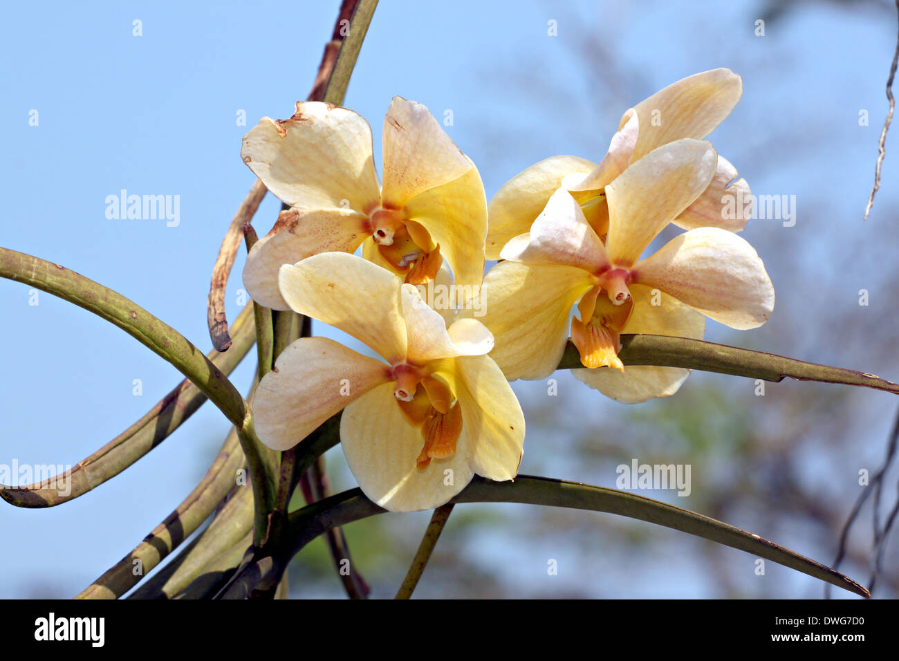 Orchidée en fleurs fleurs jaunes en été. Banque D'Images