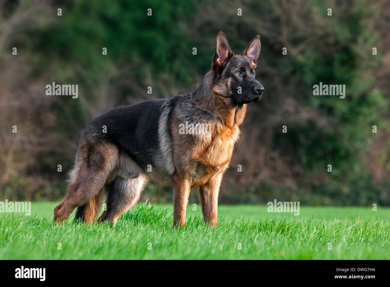 Berger Allemand (Canis lupus familiaris) in garden Banque D'Images