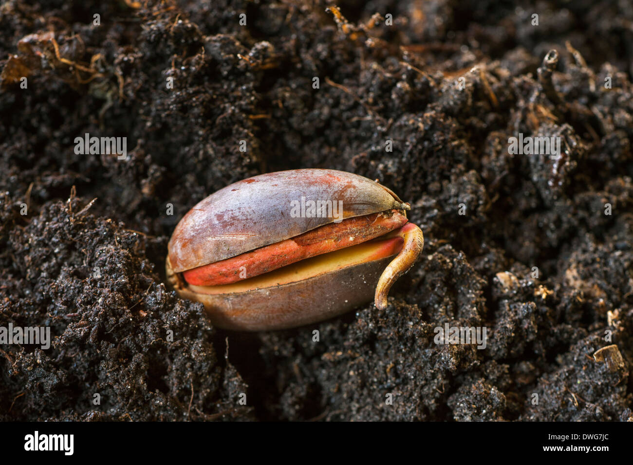 Des glands de chêne anglais / français / le chêne pédonculé (Quercus robur / Quercus walkeri) la germination d'une nouvelle pousse dans la terre Banque D'Images