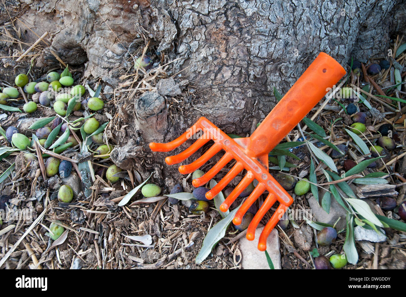 L'outil de récolte d'olive Photo Stock - Alamy